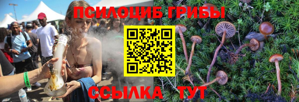 Галлюциногенные грибы Psilocybe Волгодонск